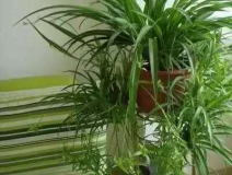 除甲醛，竹炭綠植不給力