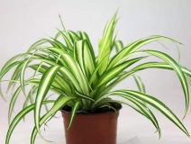 去除甲醛的綠植有哪些?你家里有嗎？